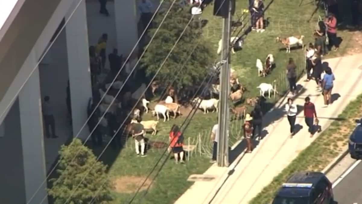 EN IMAGES | Un troupeau de chèvre en liberté en pleine ville