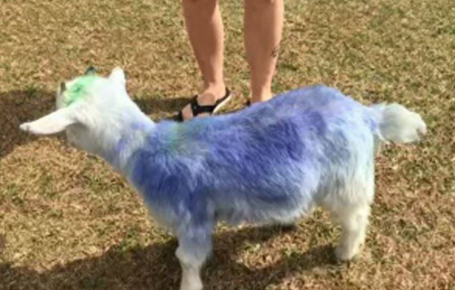 Une femme accusée d’avoir volé et teint une chèvre