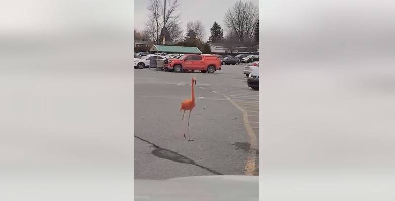 &Agrave; VOIR | Un flamant rose en cavale &agrave; Granby