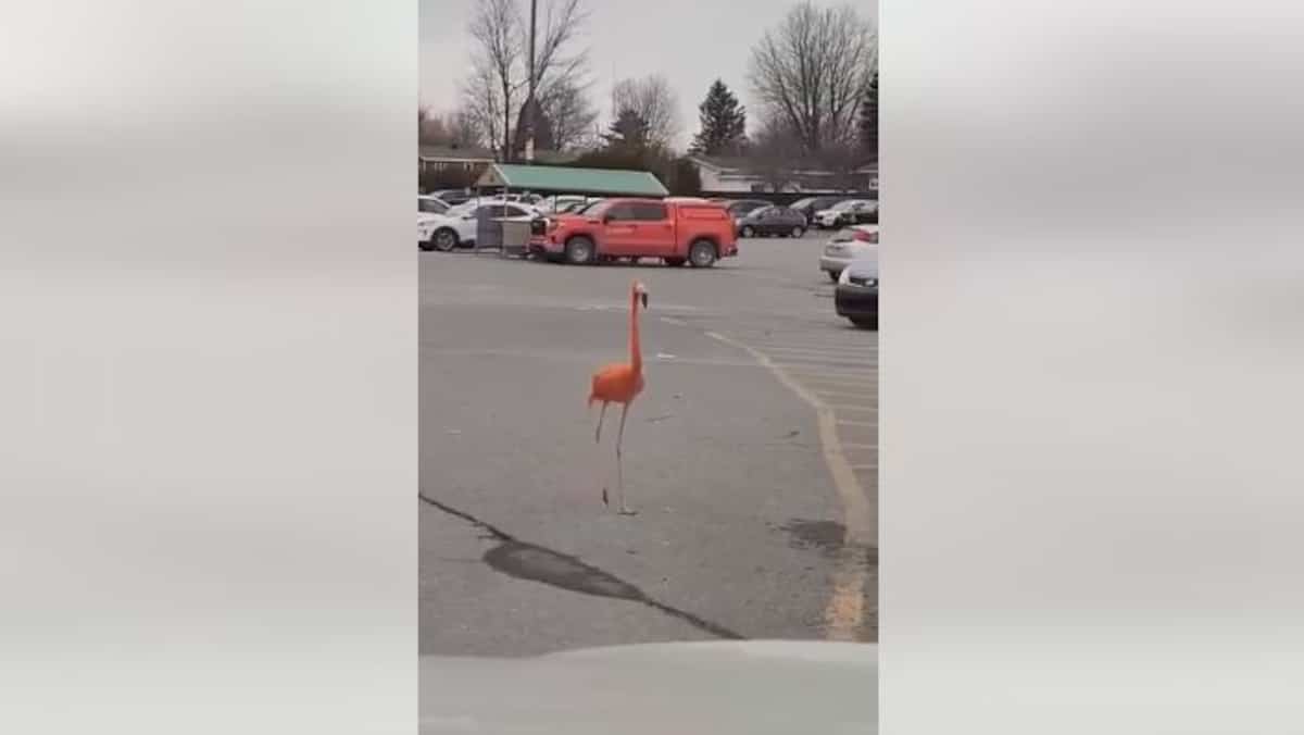 À VOIR | Un flamant rose en cavale à Granby
