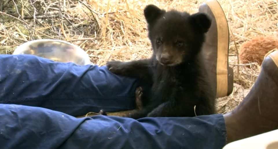 Un ourson rescap?� fait fureur en Alaska | TVA Nouvelles