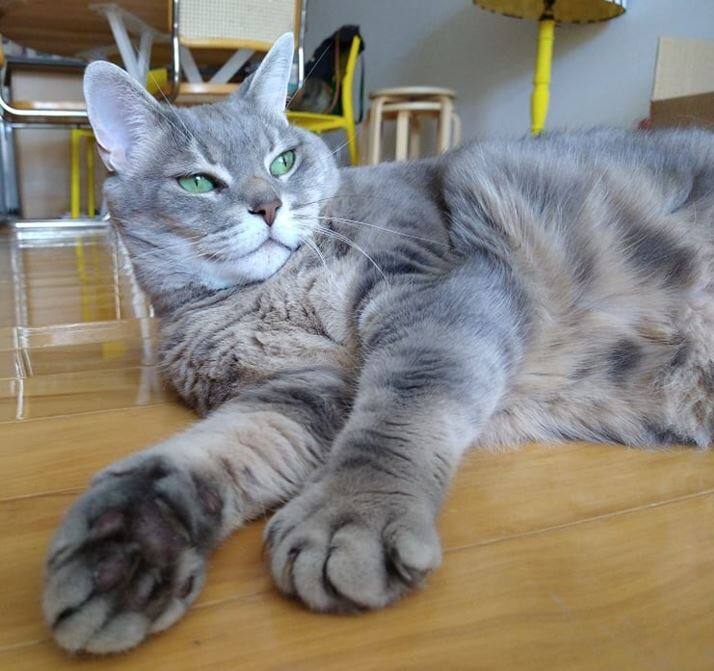 Bient&ocirc;t interdit de faire d&eacute;griffer son chat?