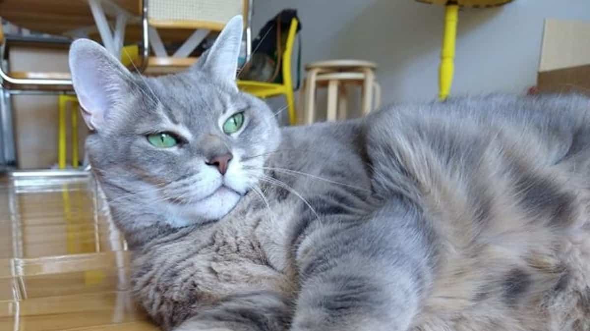 Bientôt interdit de faire dégriffer son chat?