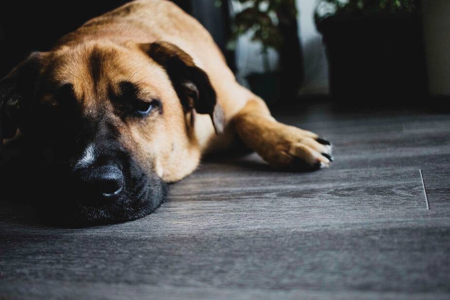 Image principale de l'article Des planchers qui résistent aux griffes de chien