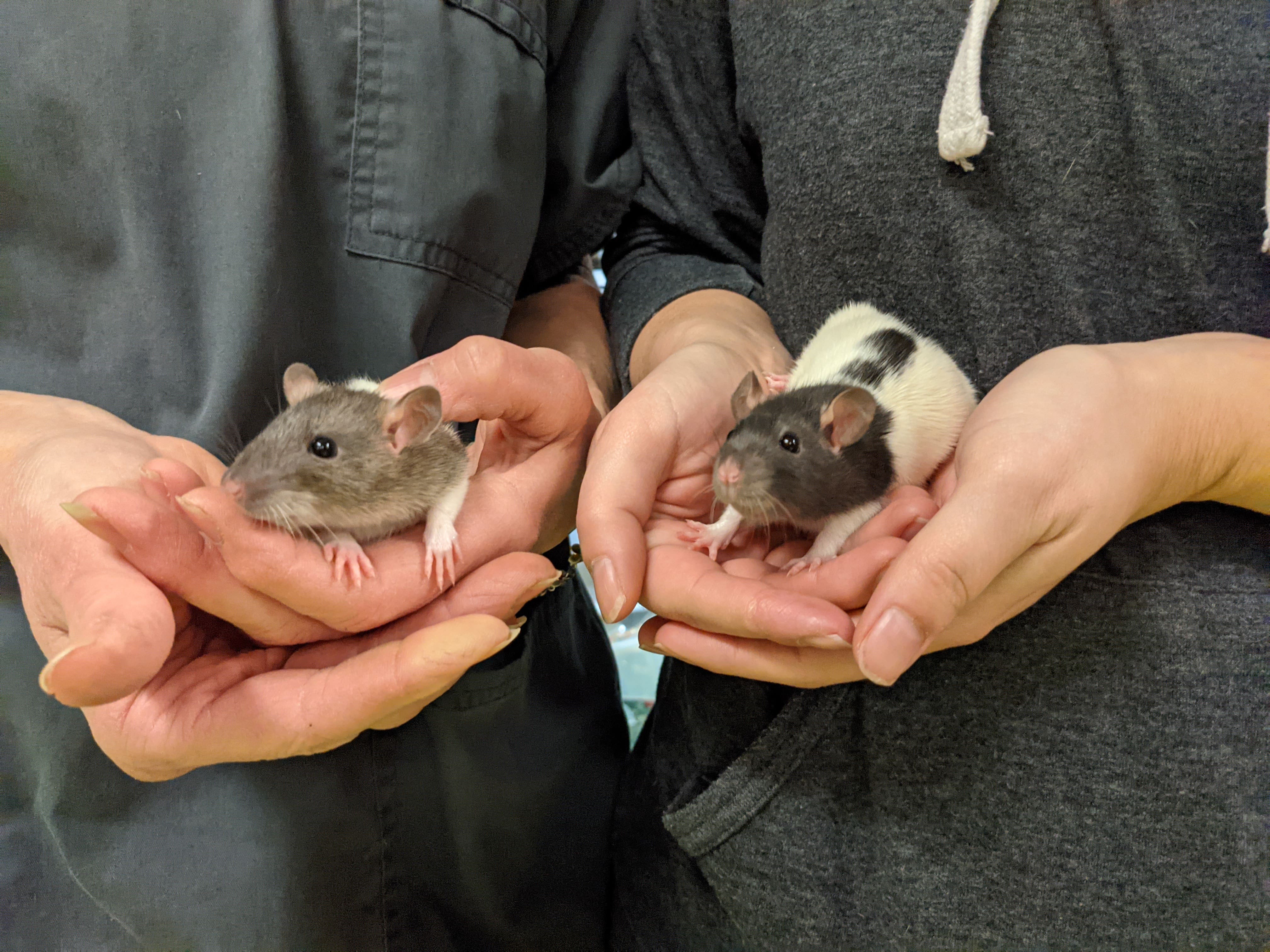 SPCA : aidez-nous à trouver un foyer à ces 2 rates