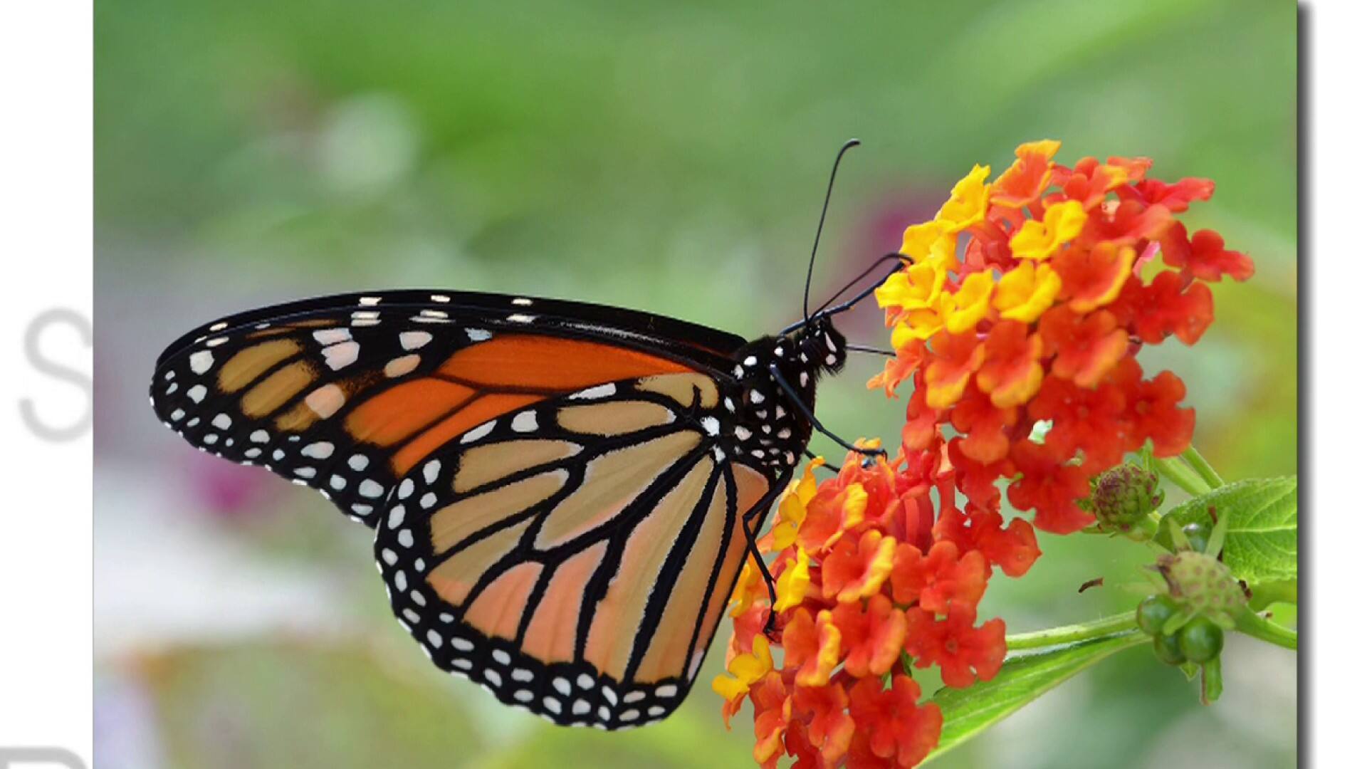Le papillon monarque en danger d'extinction 