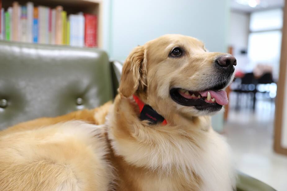 Image principale de l'article Ce collier décoderait les émotions de votre chien