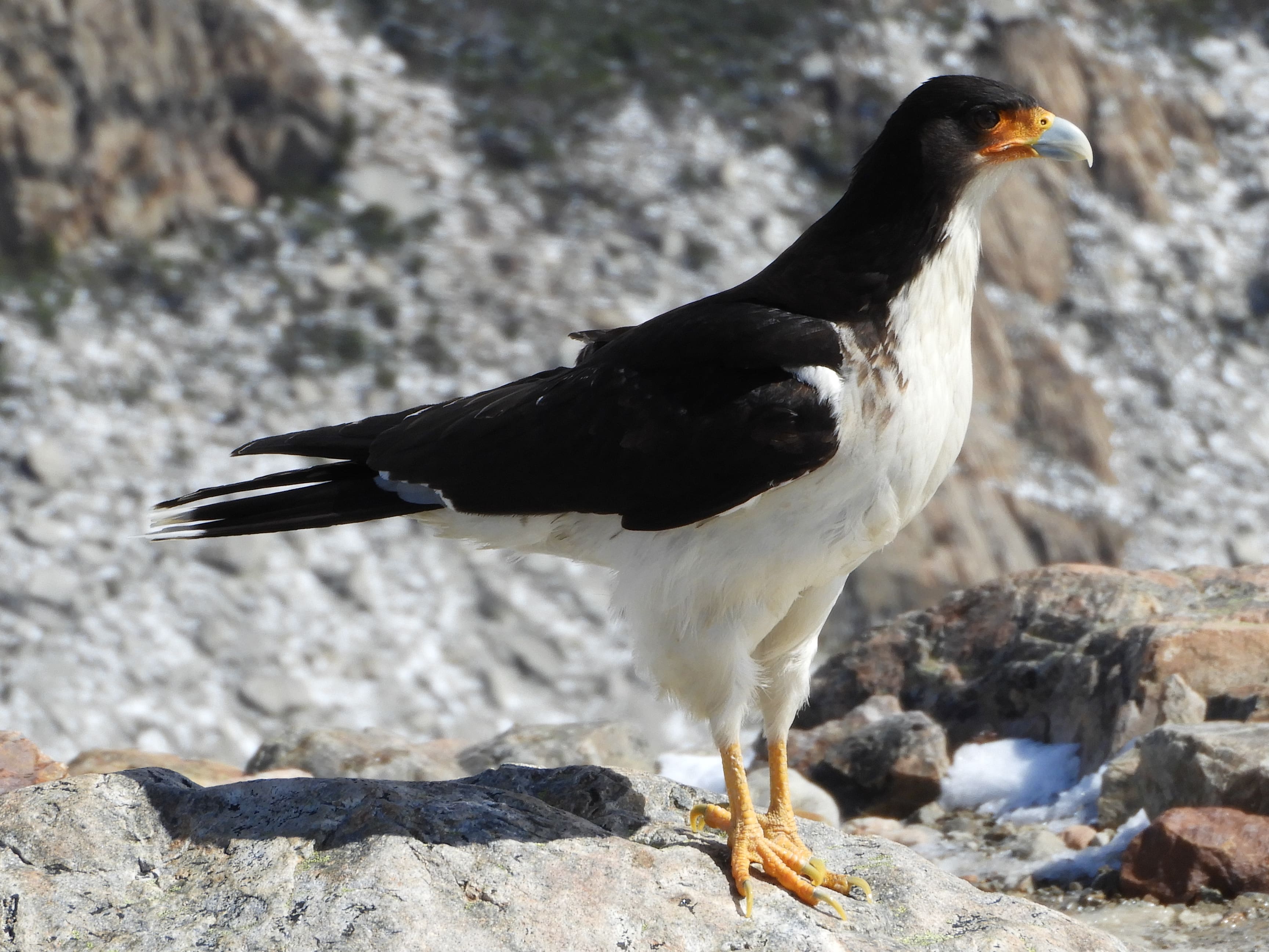 Voici l’oiseau rare observé dans un dépotoir par un couple d’ornithologues qui est décédé du hantavirus