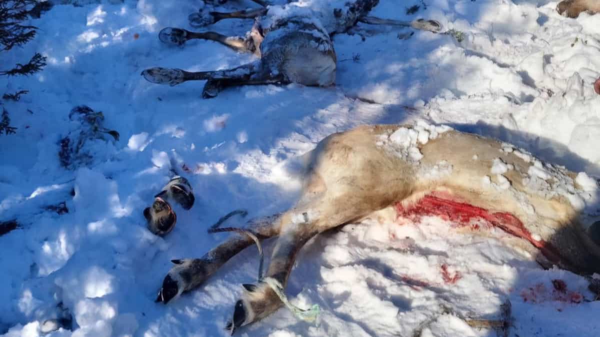 Agents de la faune menacés par des braconniers lors d’une opération de protection des caribous