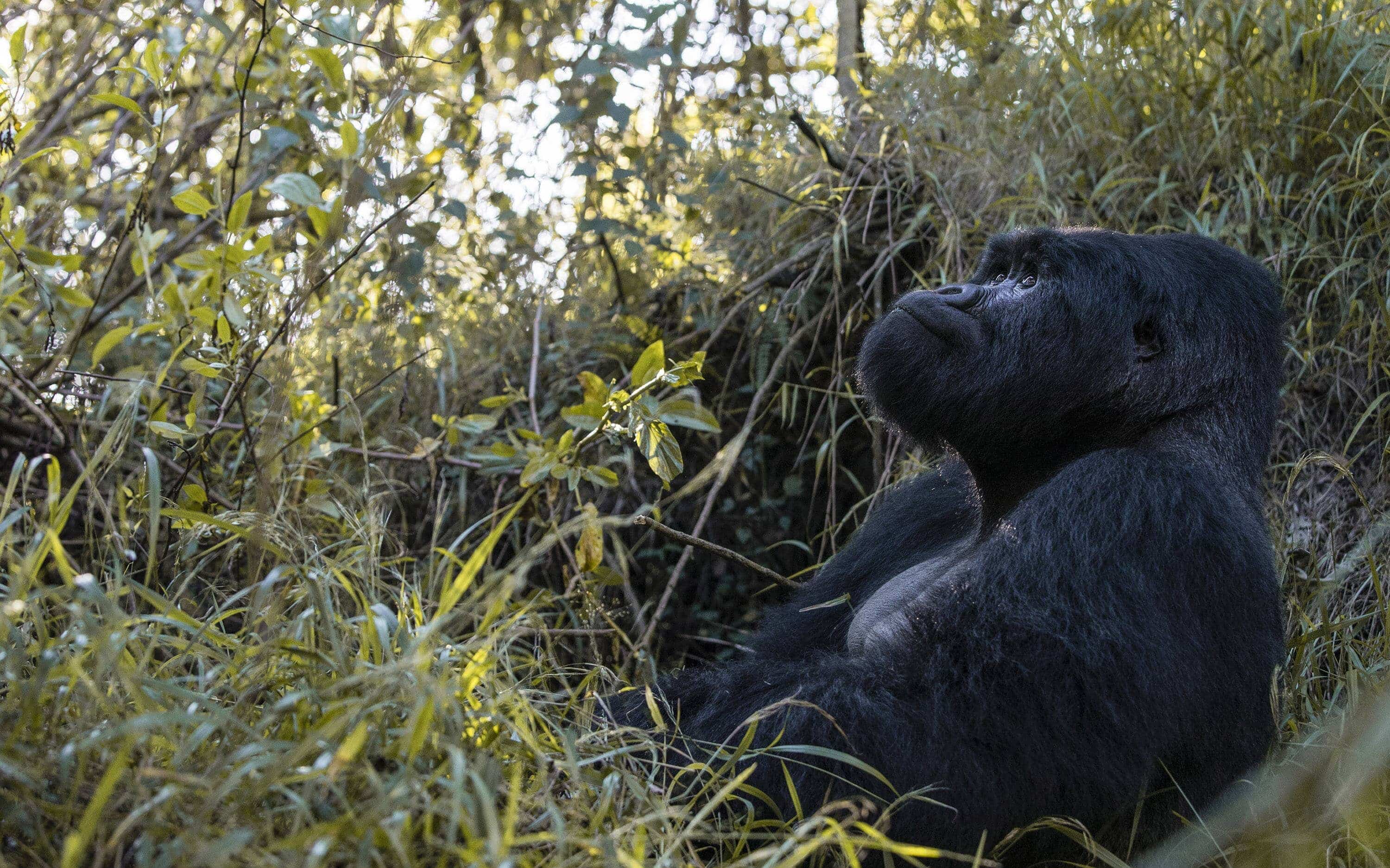 C’est quoi l’affaire avec le parc de gorilles au Gabon financé par le Fonds vert?