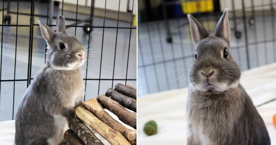 Image principale de l'article SPCA de Montréal : Poncho se cherche une famille!
