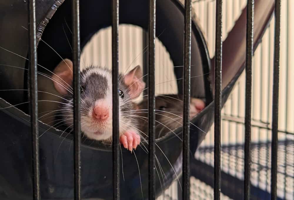 Les bébés rats Parmesan, Mozzarella, Ricotta et Féta sont prêts à être