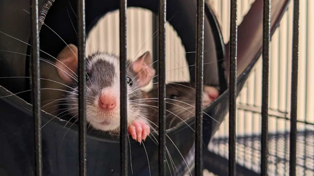 Quebec Rats Les bébés rats Parmesan, Mozzarella, Ricotta et Féta sont prêts à être ...