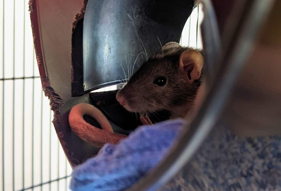 Quebec Rats Les bébés rats Parmesan, Mozzarella, Ricotta et Féta sont prêts à être ...