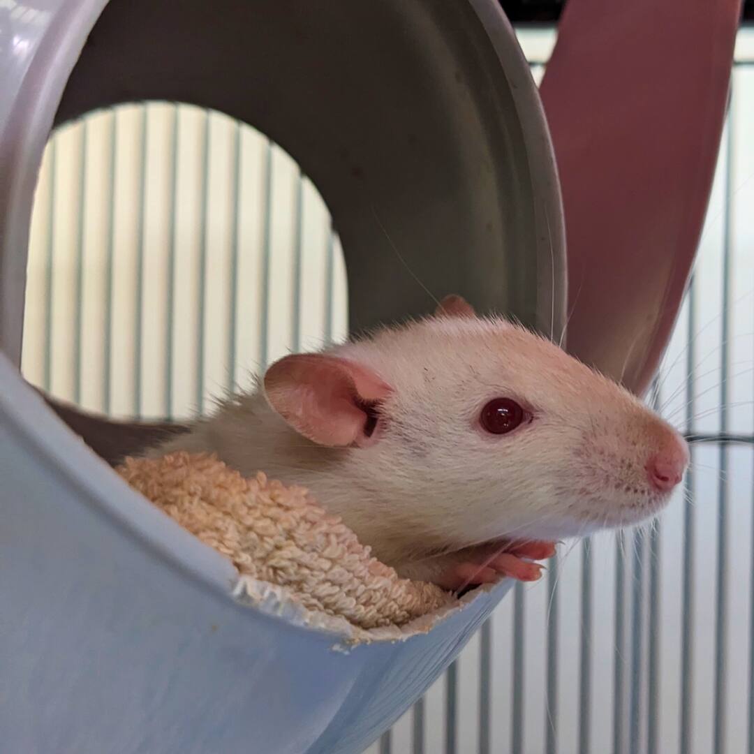 Les bébés rats Parmesan, Mozzarella, Ricotta et Féta sont prêts à être