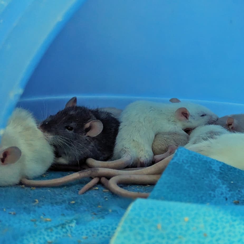 Parmesan Rats Les bébés rats Parmesan, Mozzarella, Ricotta et Féta sont prêts à être ...