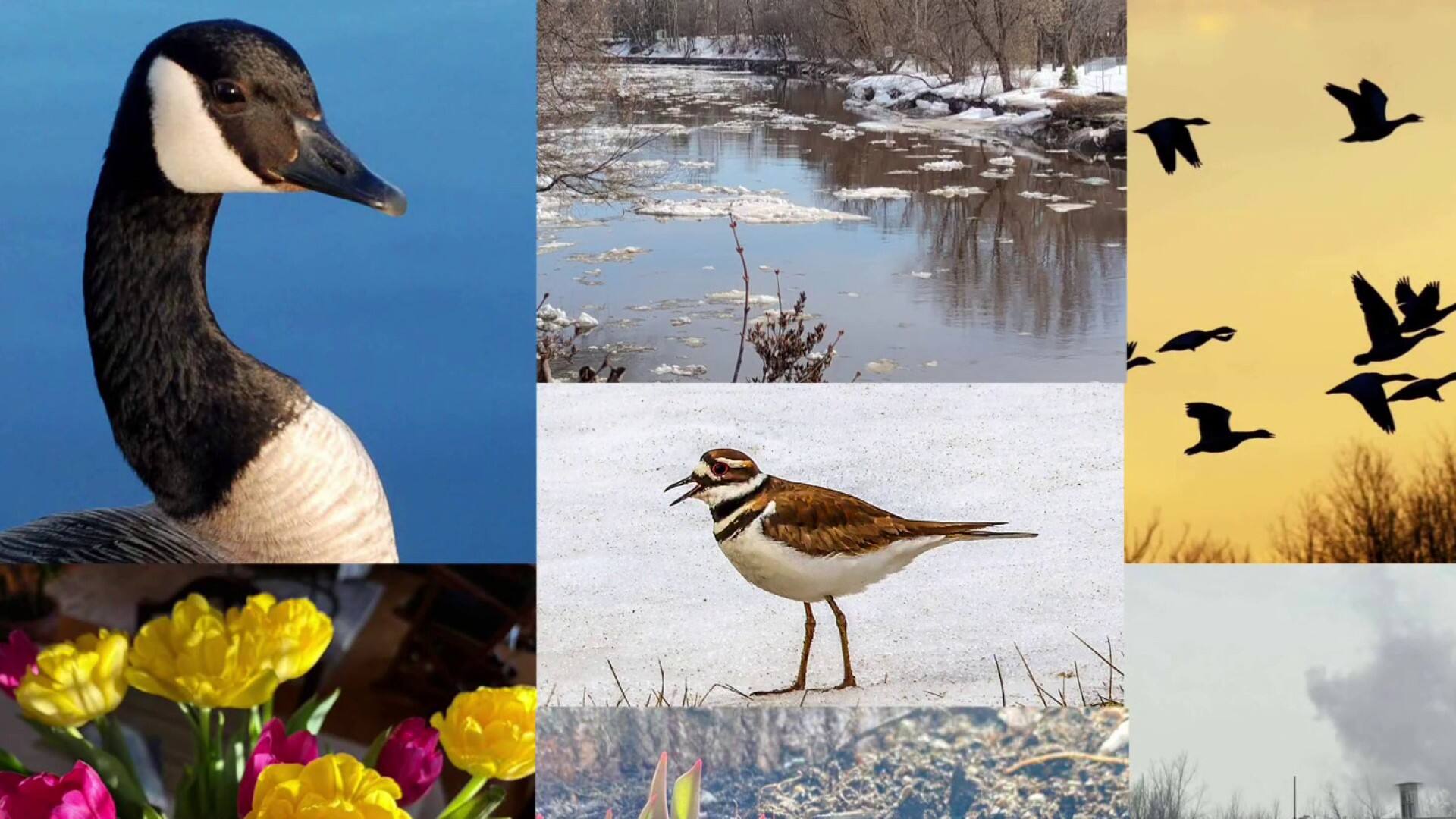 Le printemps selon Geneviève Hébert-Dumont 