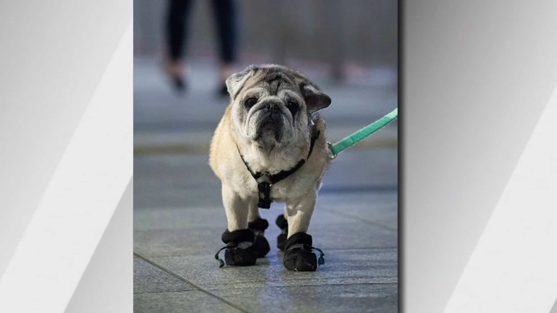 Combien coûte un animal de compagnie? 