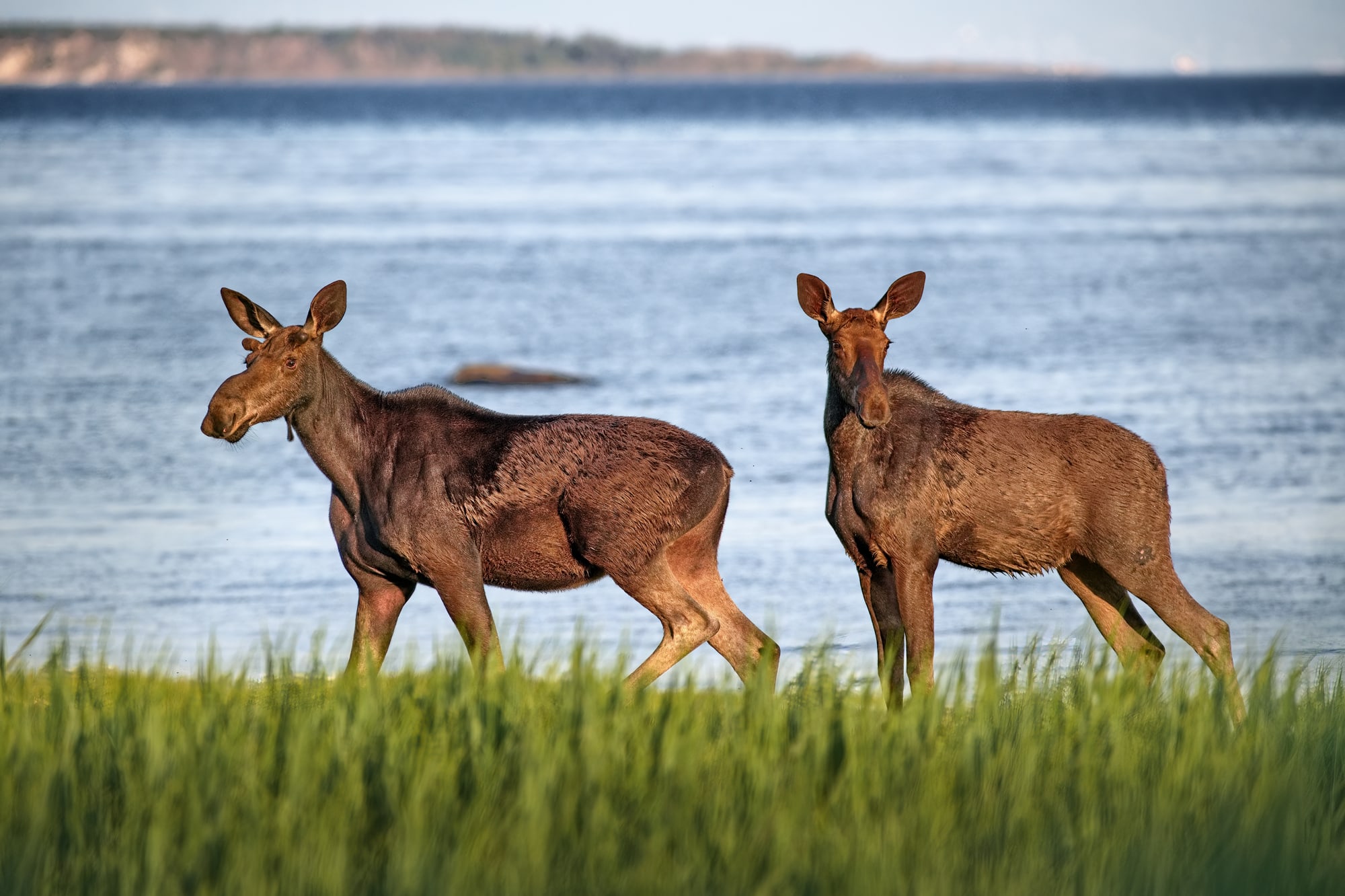 La Fondation pour la biodiversité et la faune du Québec est née