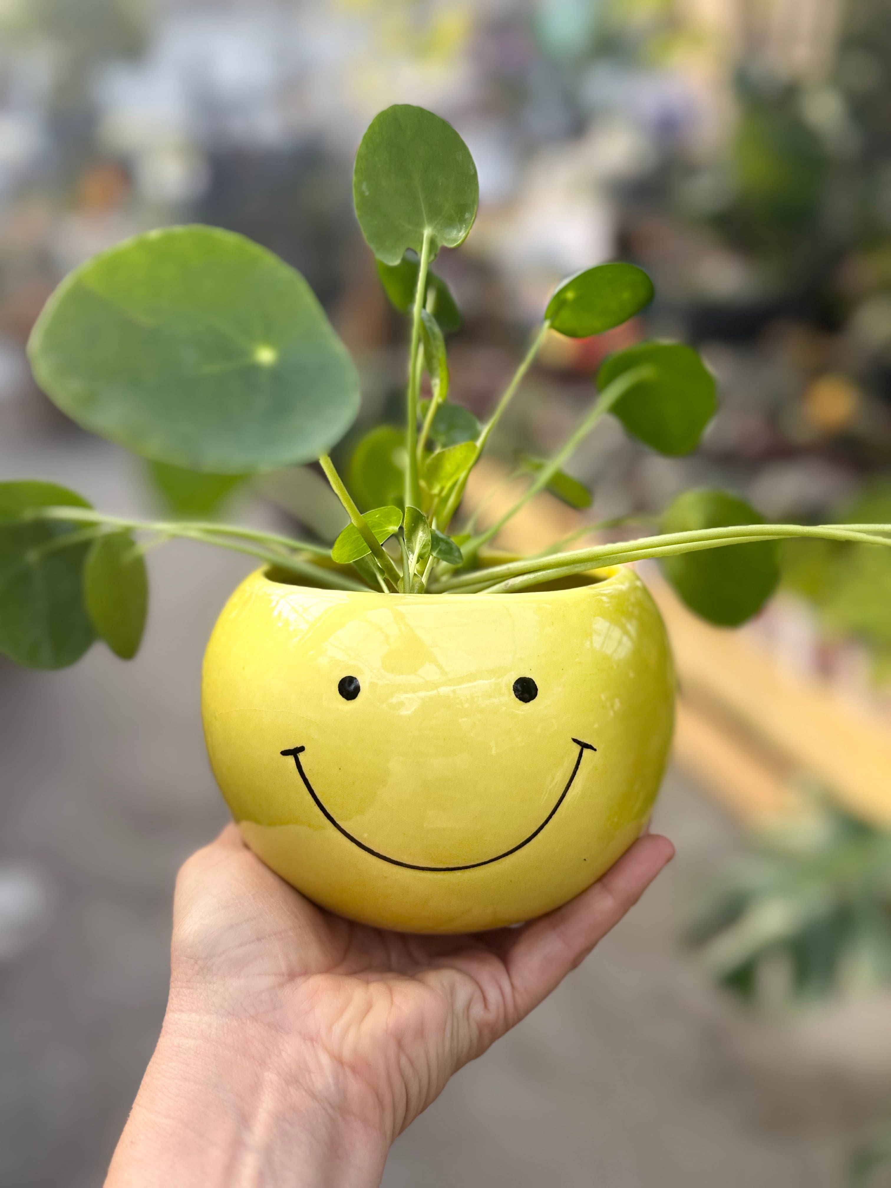 6 plantes porte-bonheur à avoir chez soi