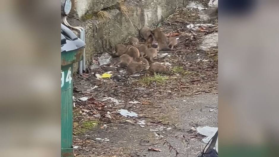 Quebec Rats Pourquoi y a-t-il autant de rats à Montréal? | TVA Nouvelles