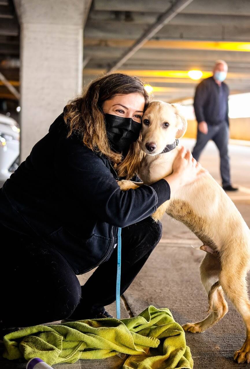 19 chiens rescapés viennent d'arriver à Montréal