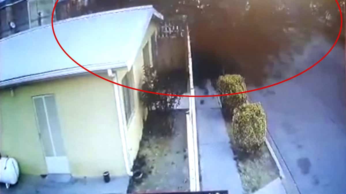 À VOIR | Un immense nuage d’oiseaux s’effondre subitement au sol