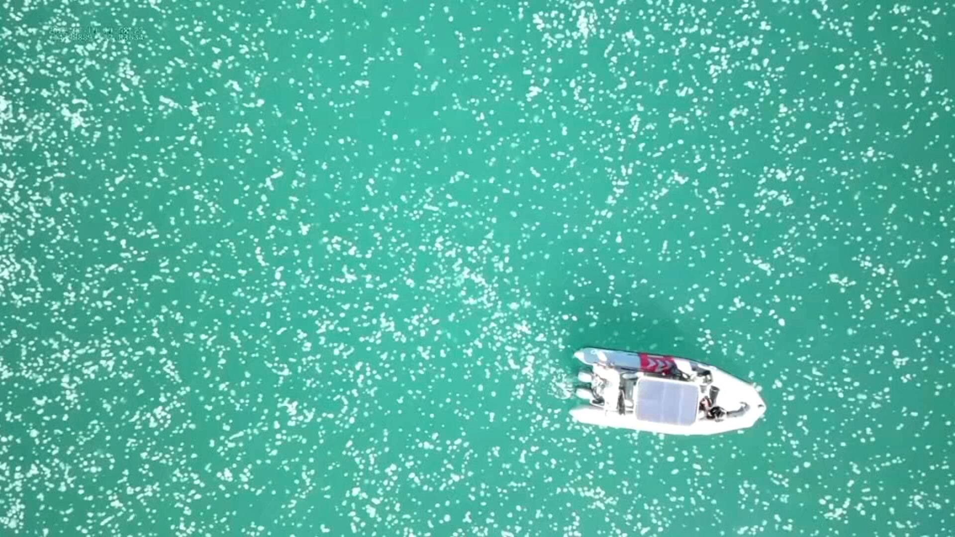 &Agrave; VOIR | Un essaim ph&eacute;nom&eacute;nal de m&eacute;duses capt&eacute; en vid&eacute;o