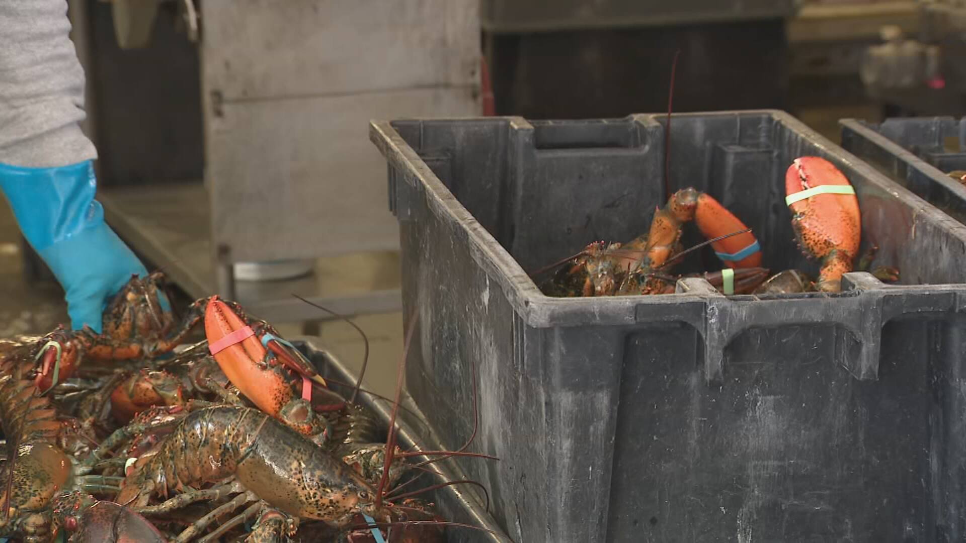 The most expensive lobster this year Archyworldys