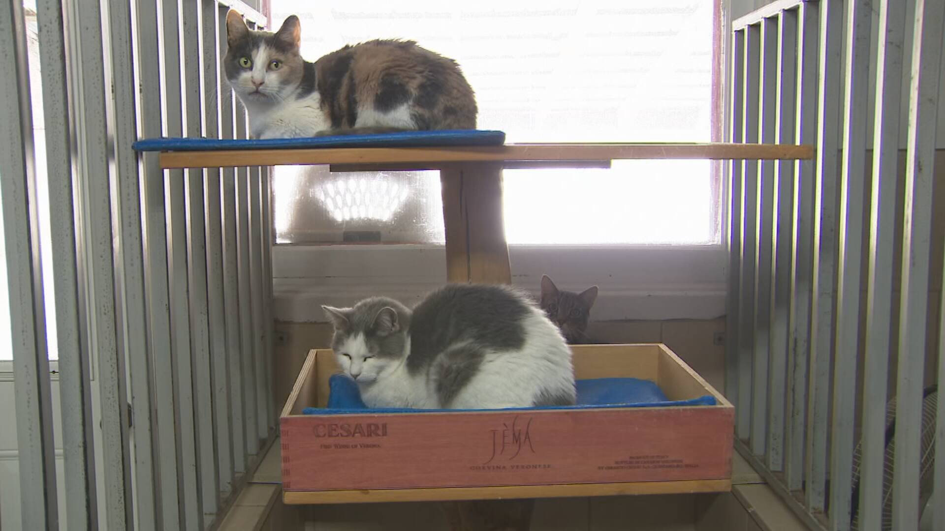 Des actes de cruaut&eacute; animale dans la Mitis