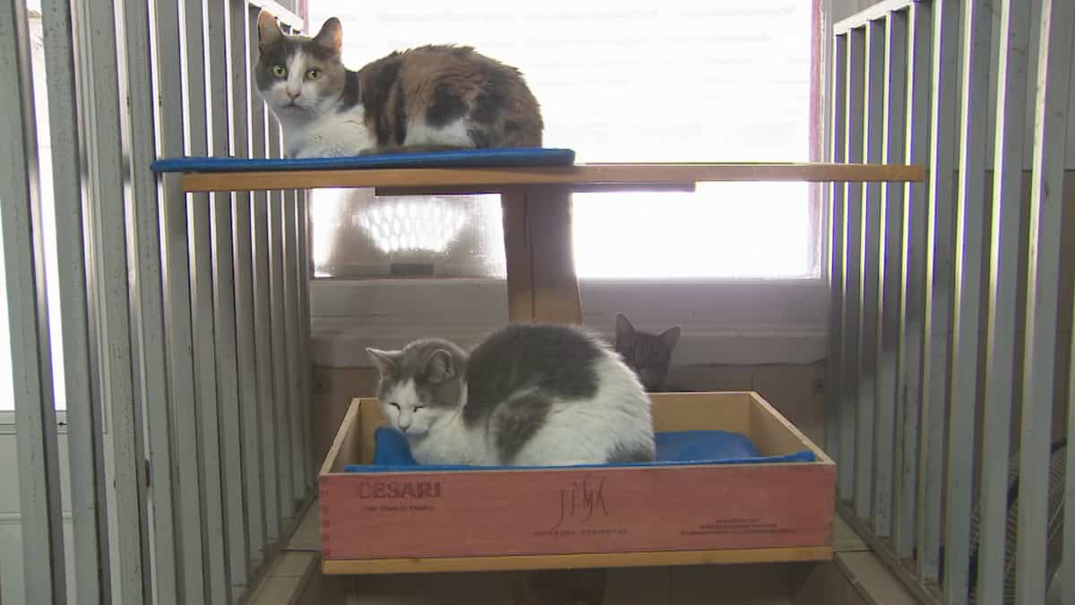 Des actes de cruauté animale dans la Mitis