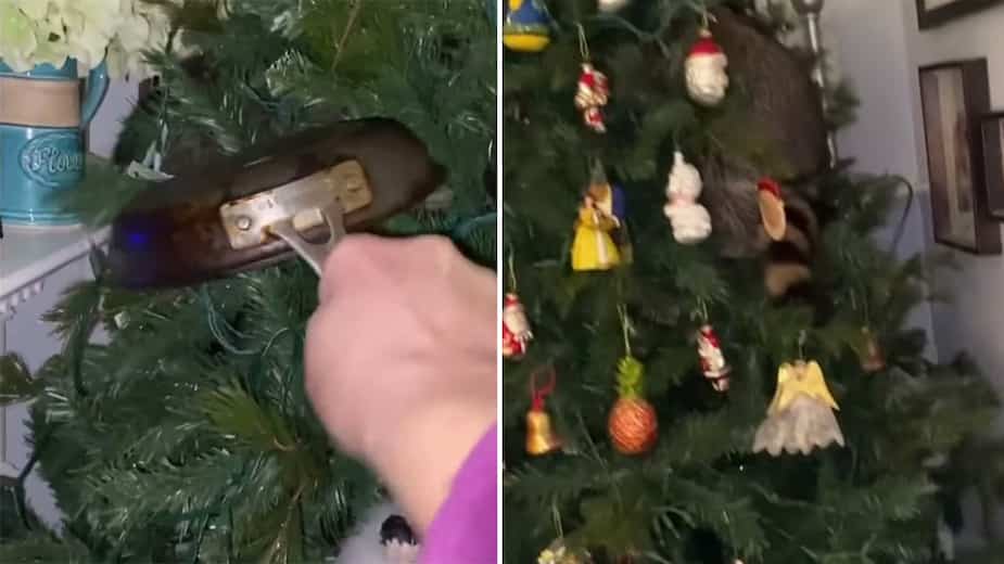 Image principale de l'article Un raton laveur va se cacher dans son sapin