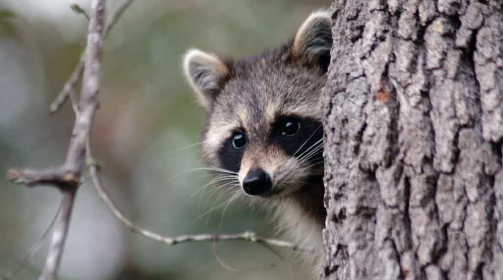 Éclosion de rage en Estrie et Montérégie 