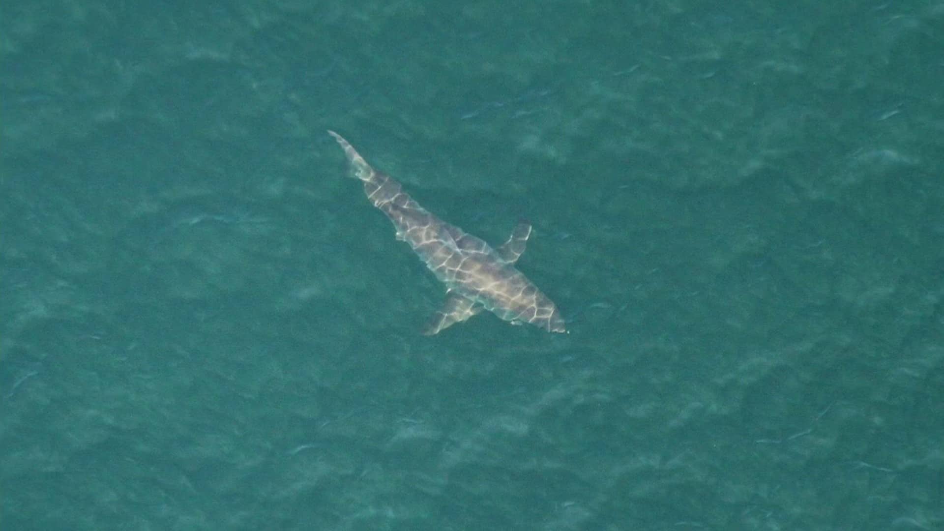 Un grand requin blanc aux Îles-de-la-Madeleine