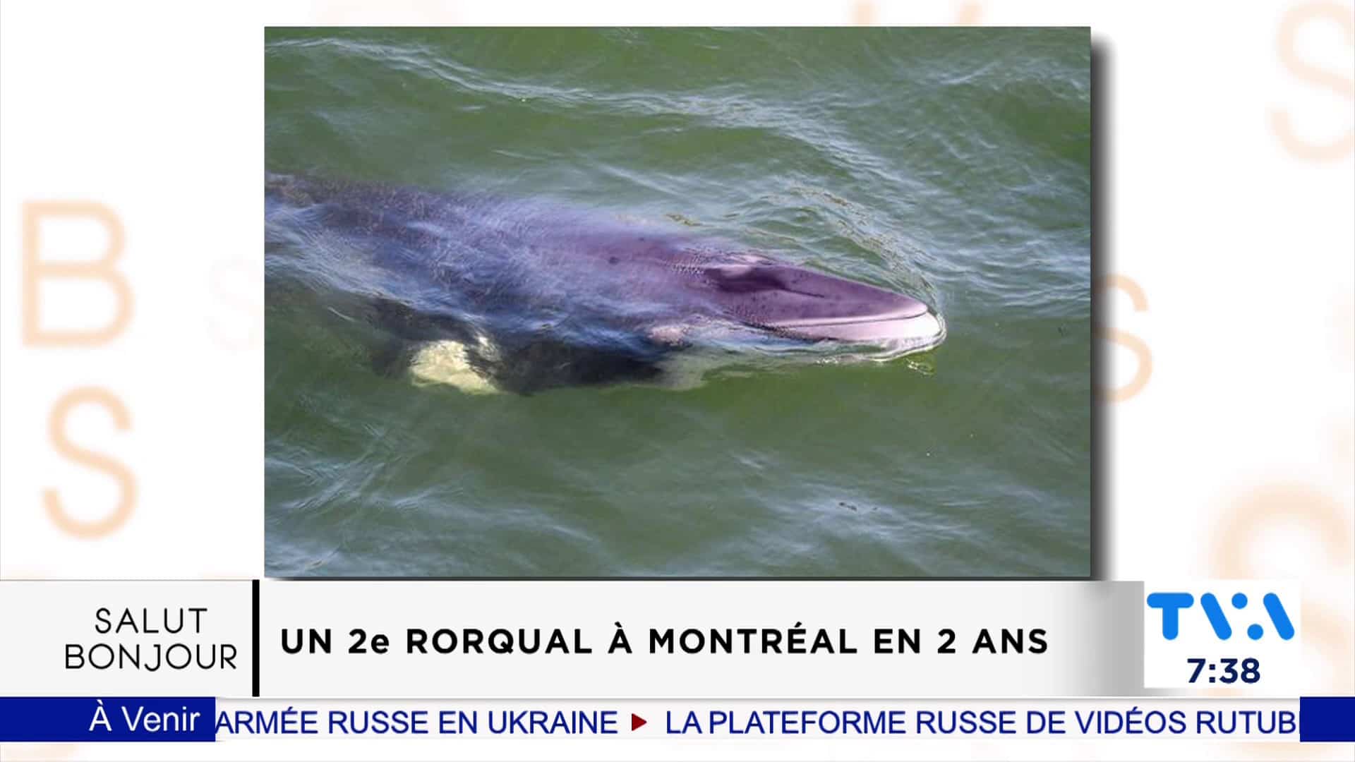 Un rorqual a été aperçu dimanche à Montréal 