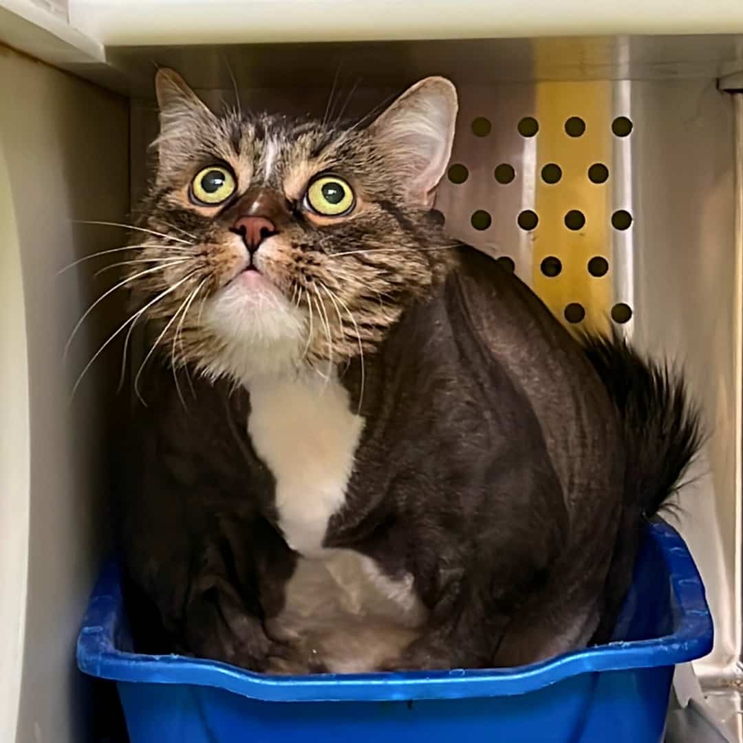 Rosy a besoin de vous pour révéler sa personnalité