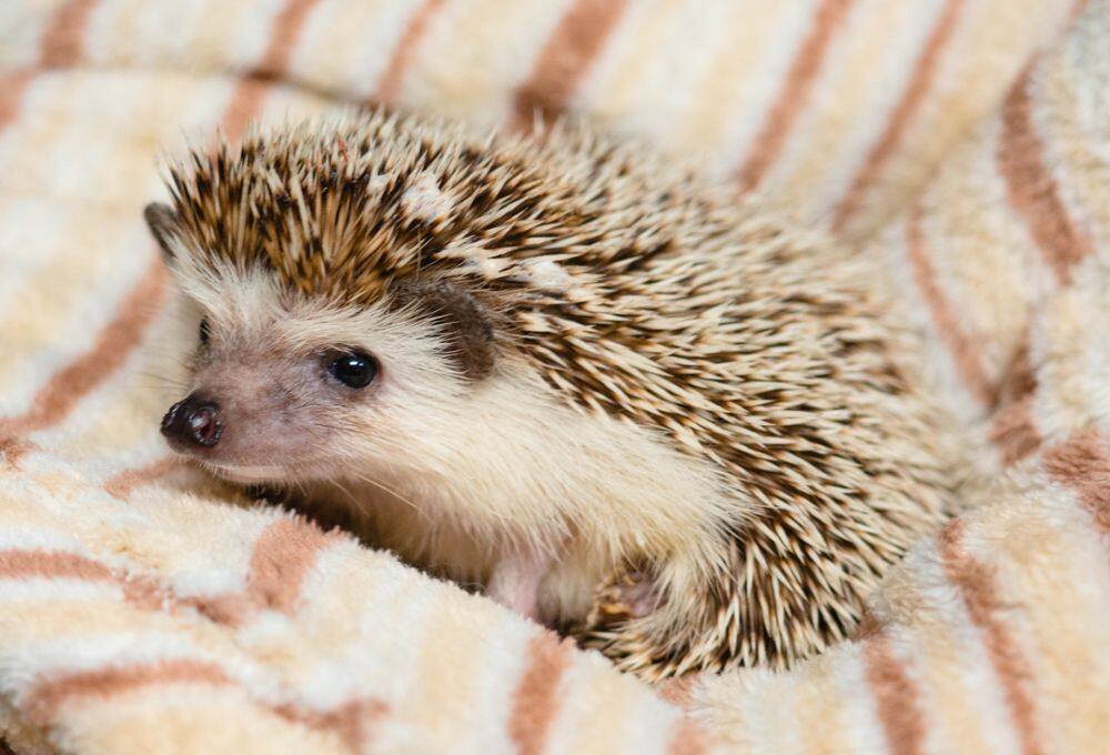 de vrais animaux mignons