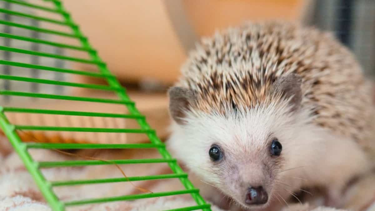 Le mignon petit Ruby espère un nouveau départ | Salut Bonjour