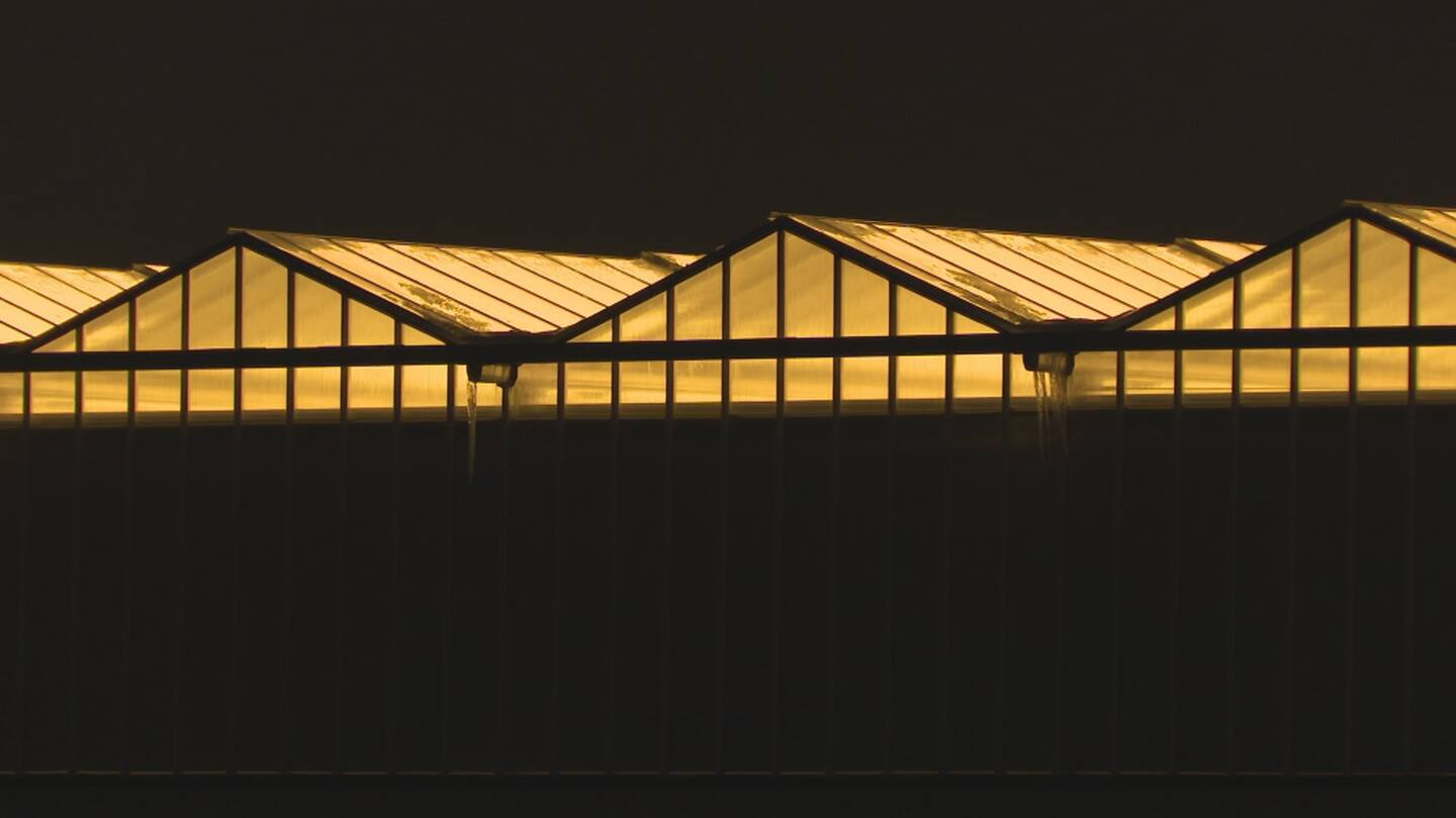 Serres Toundra: une grande intensité de lumière encore émise