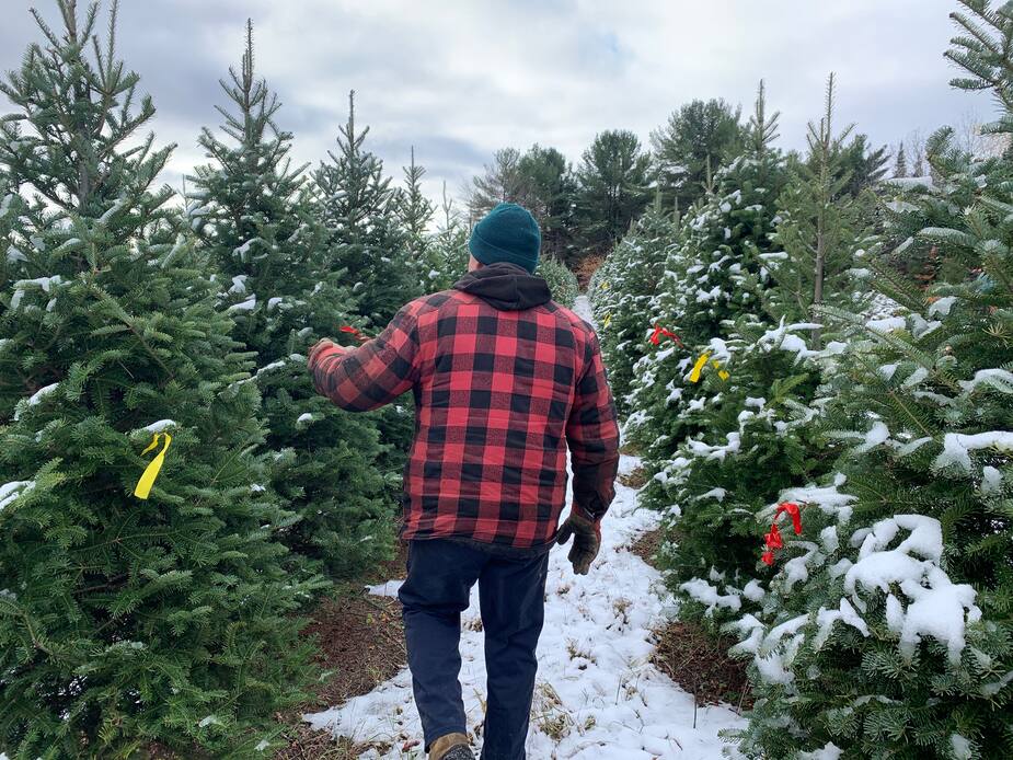 Un employé de Sapin MTL inspecte des sapins dans une pépinière au Québec. Sapin MTL offre la livraison de sapins Baumiers pour le temps des fêtes sur l'Île de Montréal à partir du 26 novembre 2020.