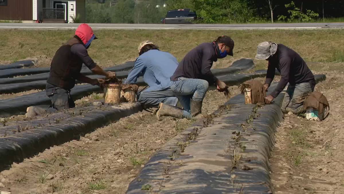 Hausse du salaire minimum: un autre défi pour les producteurs agricoles