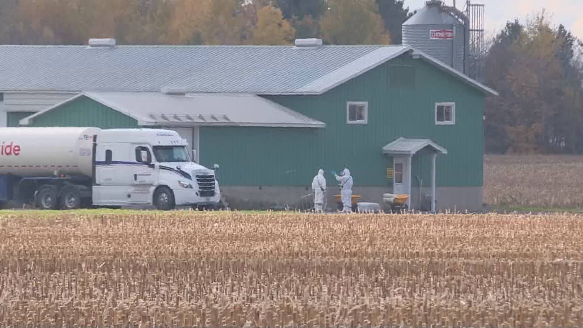 Deux élevages commerciaux touchés par la grippe aviaire à Saint