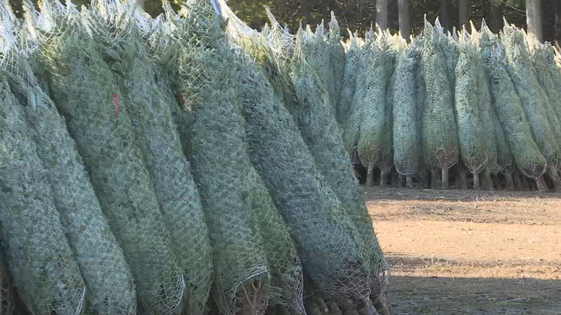 Les producteurs de sapins de Noël ne fournissent pas à la demande