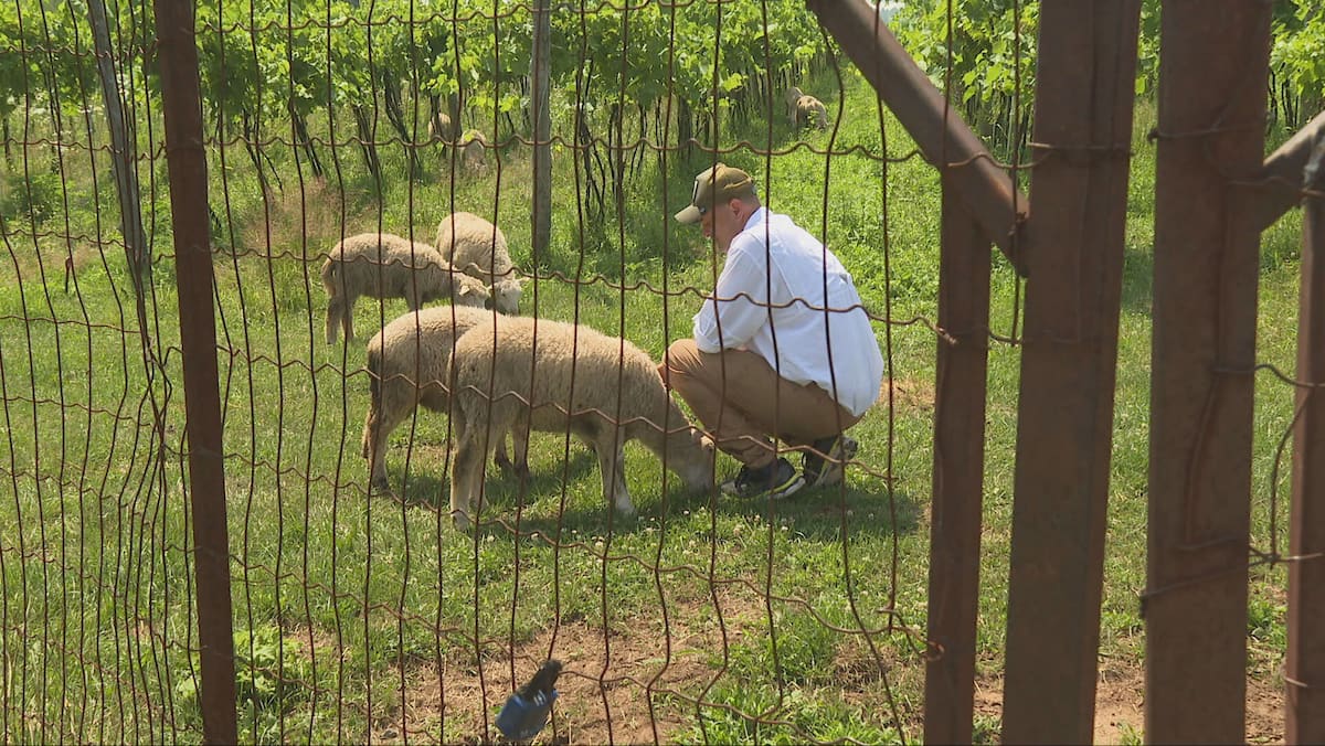 Des moutons dans les vignes: la Bauge se démarque avec sa viticulture de régénération