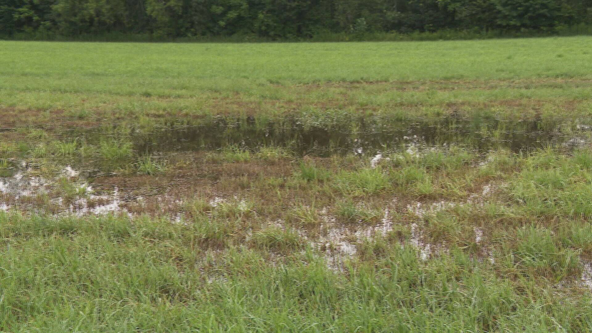 Épisodes de pluie les producteurs de foin craignent le pire TVA Nouvelles
