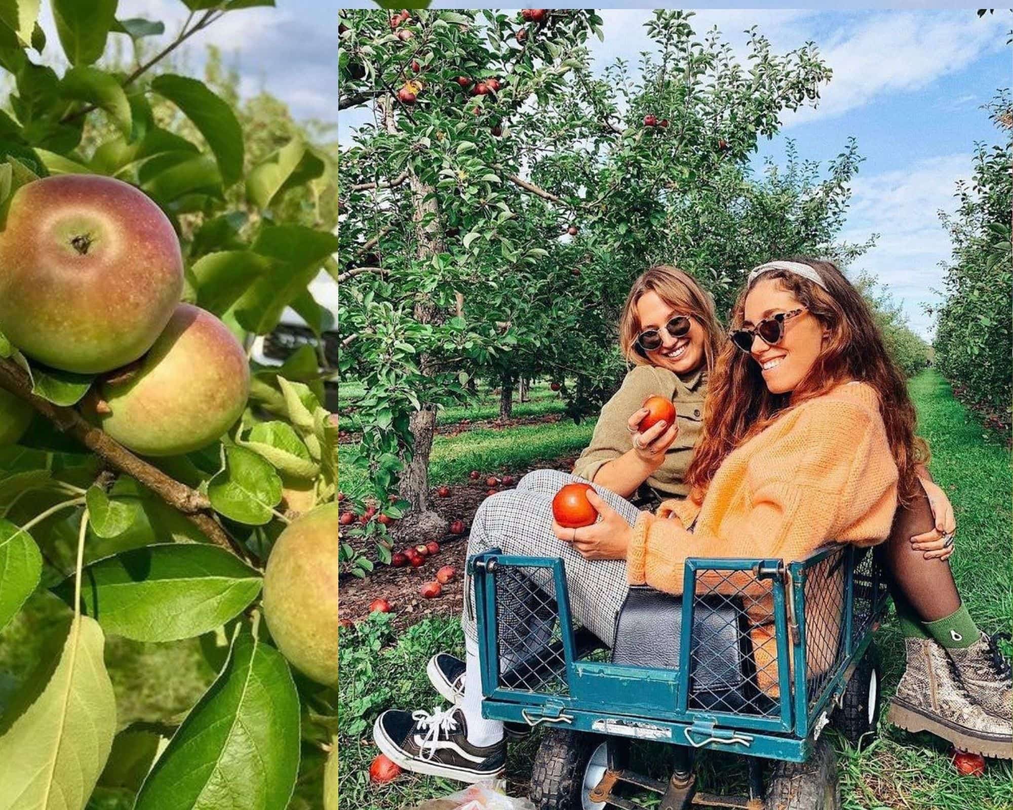 10 vergers où aller camper avec sa van