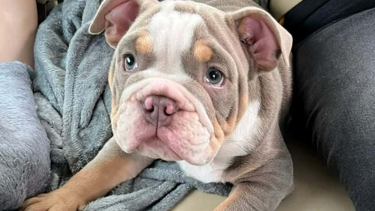 His puppy saves his life by eating his toe His puppy saves his life by eating his toe