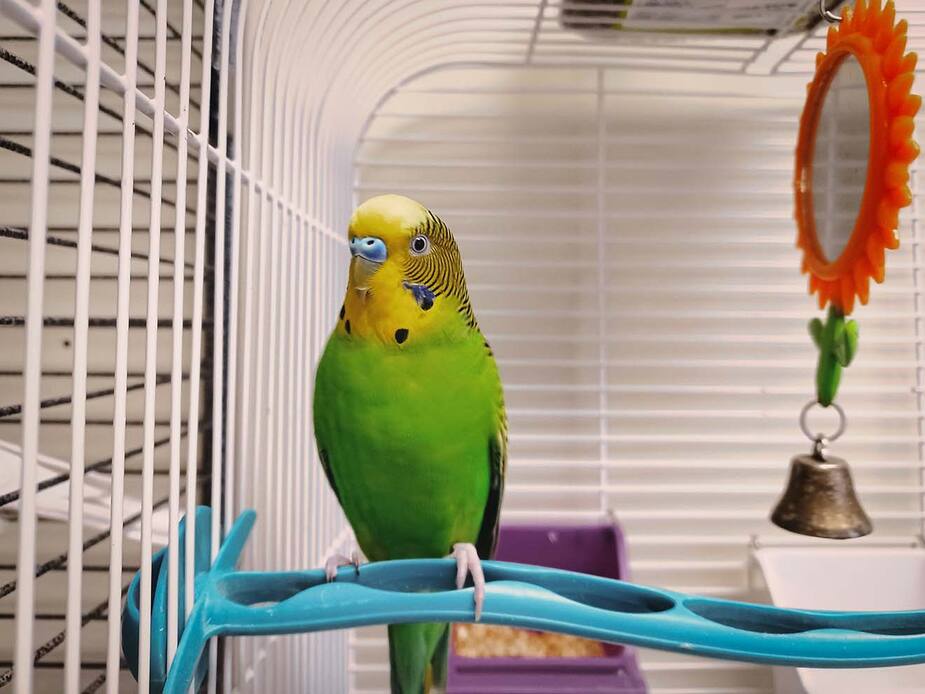 Image principale de l'article SPCA DE MONTRÉAL : Cantaloup cherche une famille