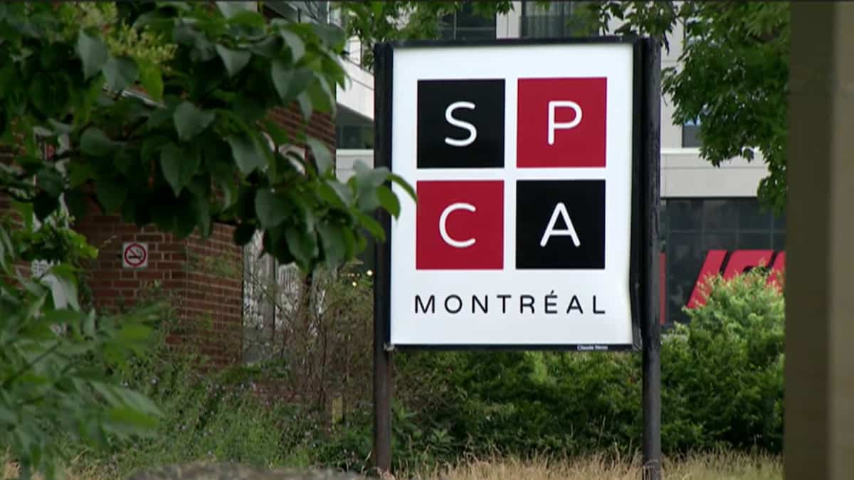 SPCA de Montréal Une journée sans frais le lundi 9 octobre Salut Bonjour SPCA de Montréal Une journée sans frais le lundi 9 octobre Salut Bonjour