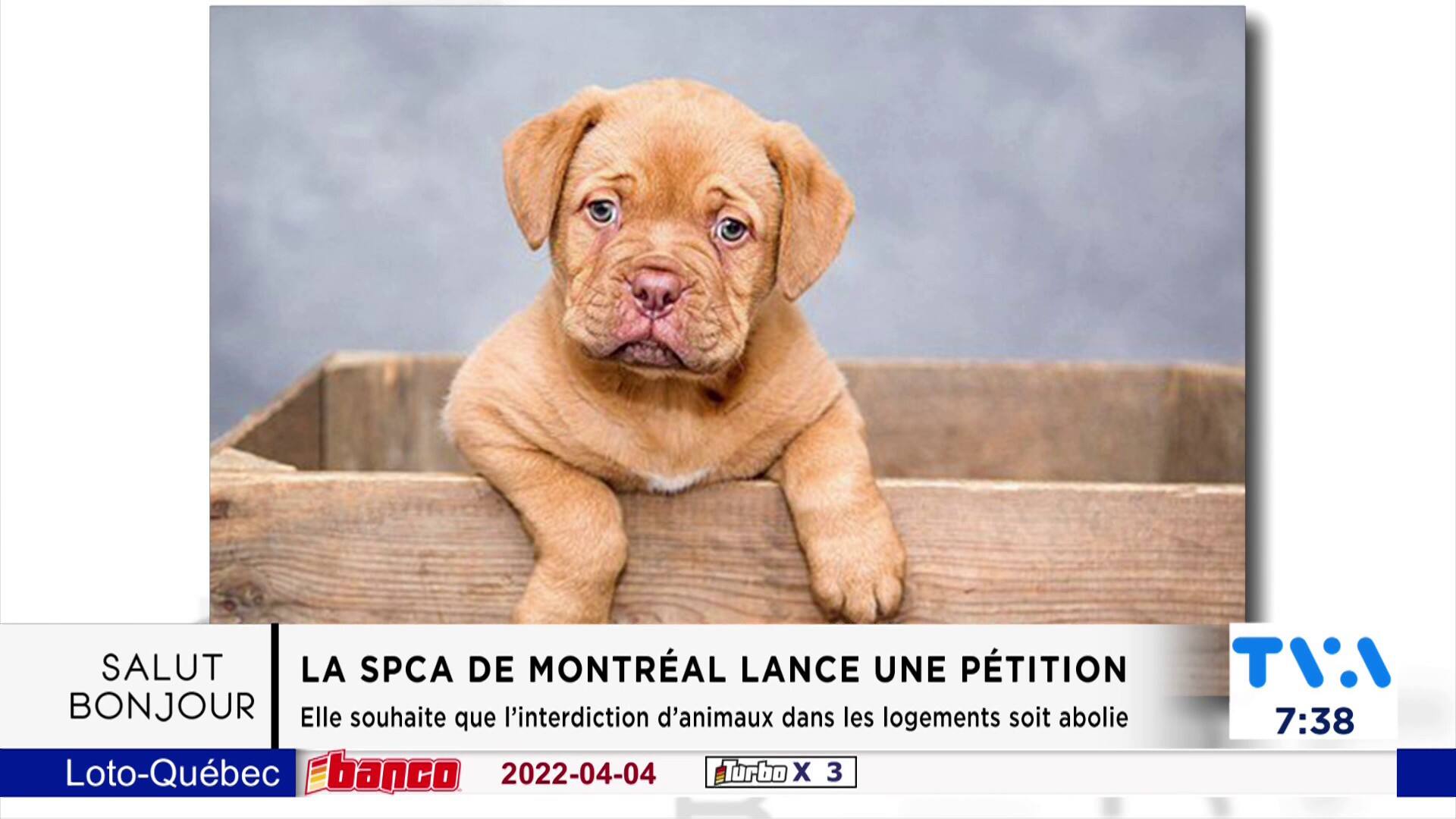 Campagne SPCA « Gardons les familles unies »